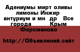 Адениумы,мирт,оливы,лимоны,Инжир, антуриум и мн .др - Все города  »    . Крым,Ферсманово